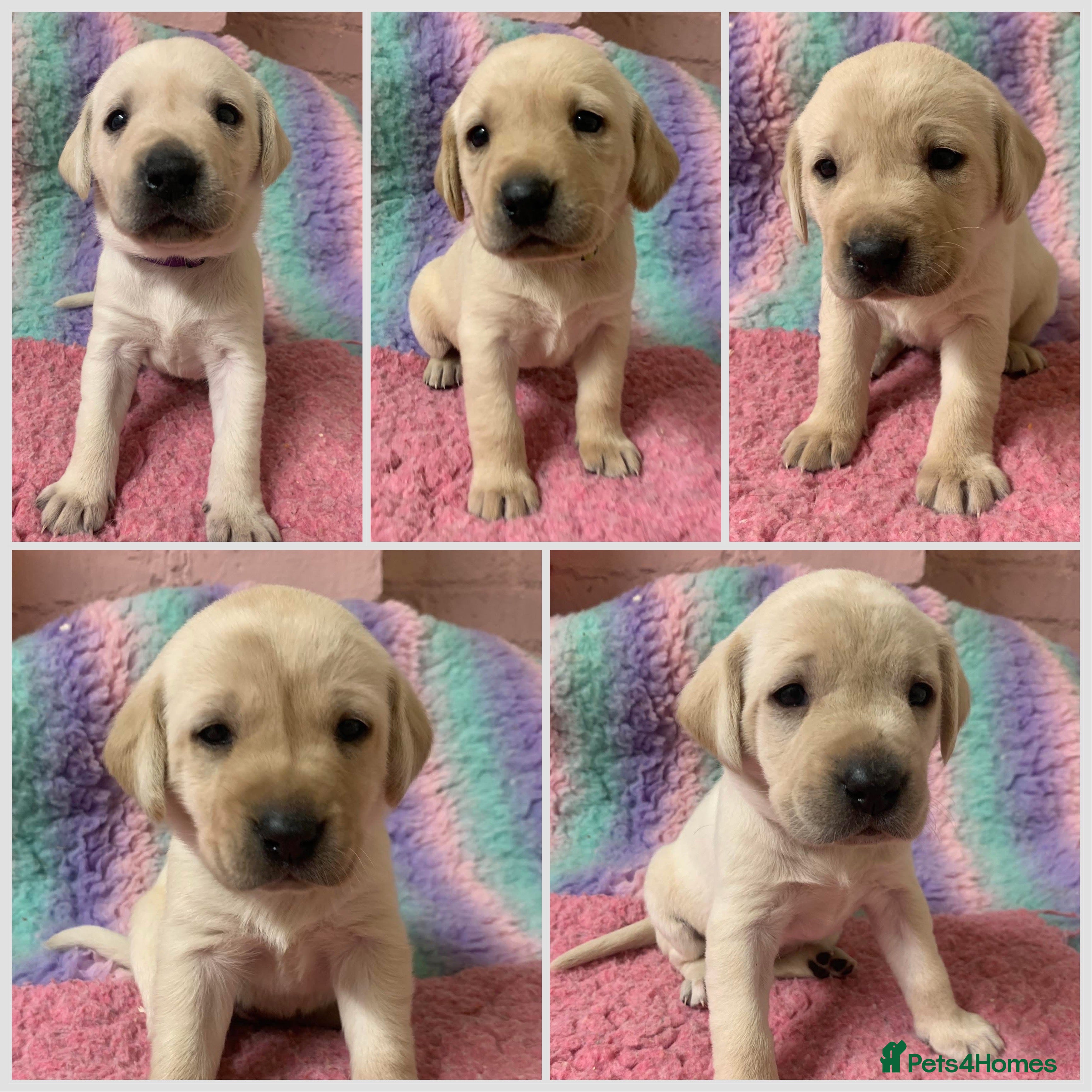 Labrador Retriever dogs KC registered yellow Labrador puppies - Advert 15