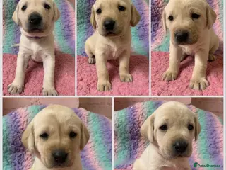 Labrador Retriever dogs KC registered yellow Labrador puppies - Advert 15