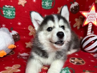 Pomsky dogs F3 Pomsky puppies available 5 boys 3 girls - Advert 8