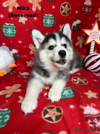 Pomsky dogs - Advert 1