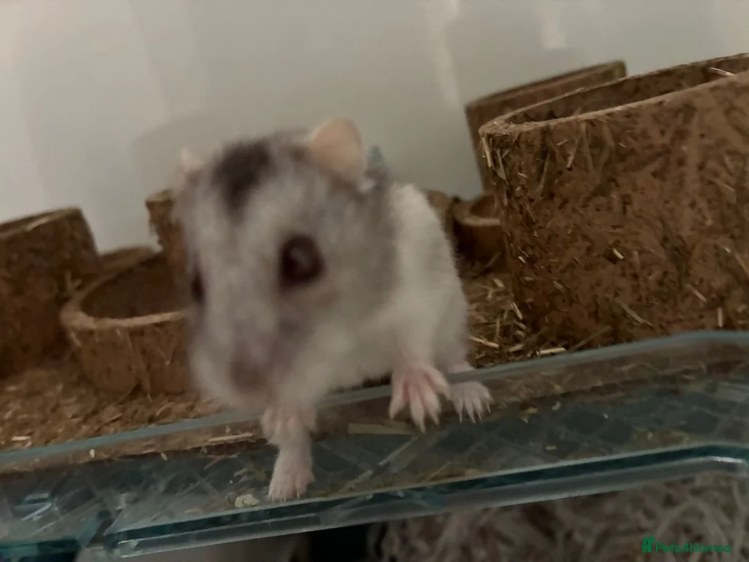 Hamster rodents for sale: Russian dwarf hamster  - Advert 1