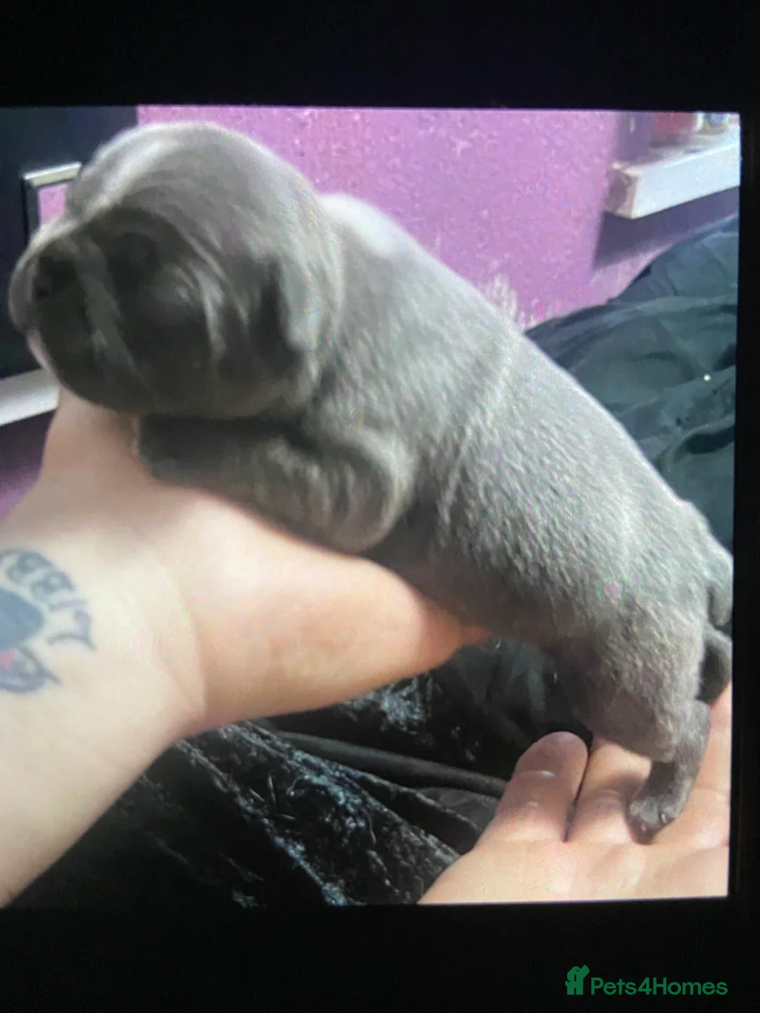 French Bulldog dogs for sale: Frenchie pups forsale in Wednesbury - Advert 4