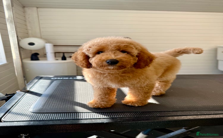Cockapoo dogs - Advert 10