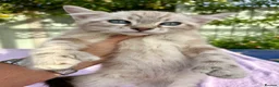 Keetso cats for sale: Polydactyl slight curl eared snow leopard boy  - Advert 19