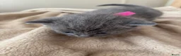 British Shorthair cats for sale: Grey British short hair beautiful kittens - Advert 16