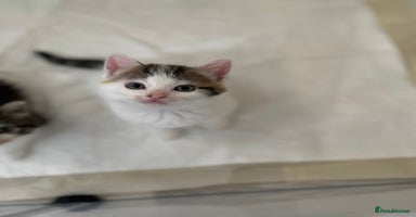 British Longhair cats - Advert 16