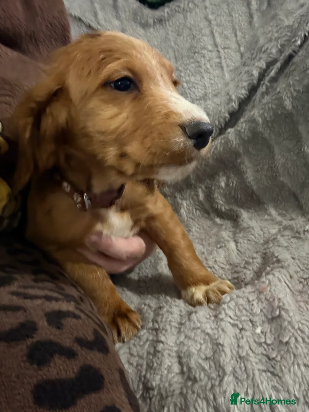 Cocker Spaniel dogs for sale: Working cocker spaniels  - Advert 6