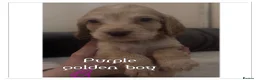 Cocker Spaniel dogs for sale: beautiful litter of chunky show cockerspaniel pups - Advert 9