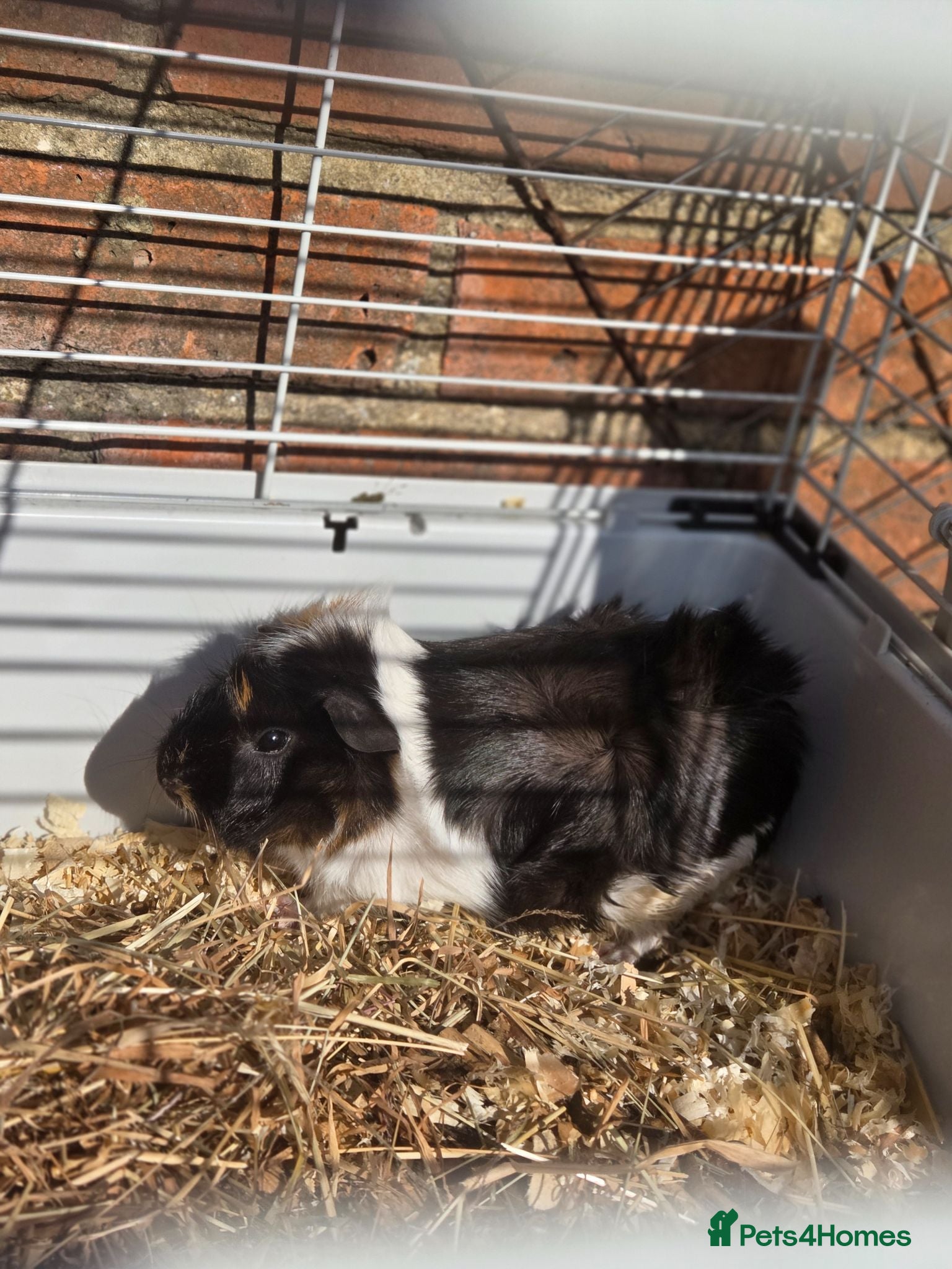 Guinea Pig rodents Female Guinea Pig - Advert 1