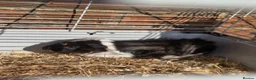 Guinea Pig rodents for sale: Female Guinea Pig in Bordon - Advert 1