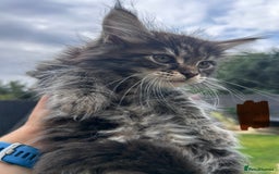 Maine Coon cats for sale: Maine coon kittens  - Image 7