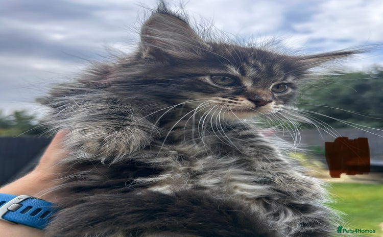 Maine Coon cats - Advert 10