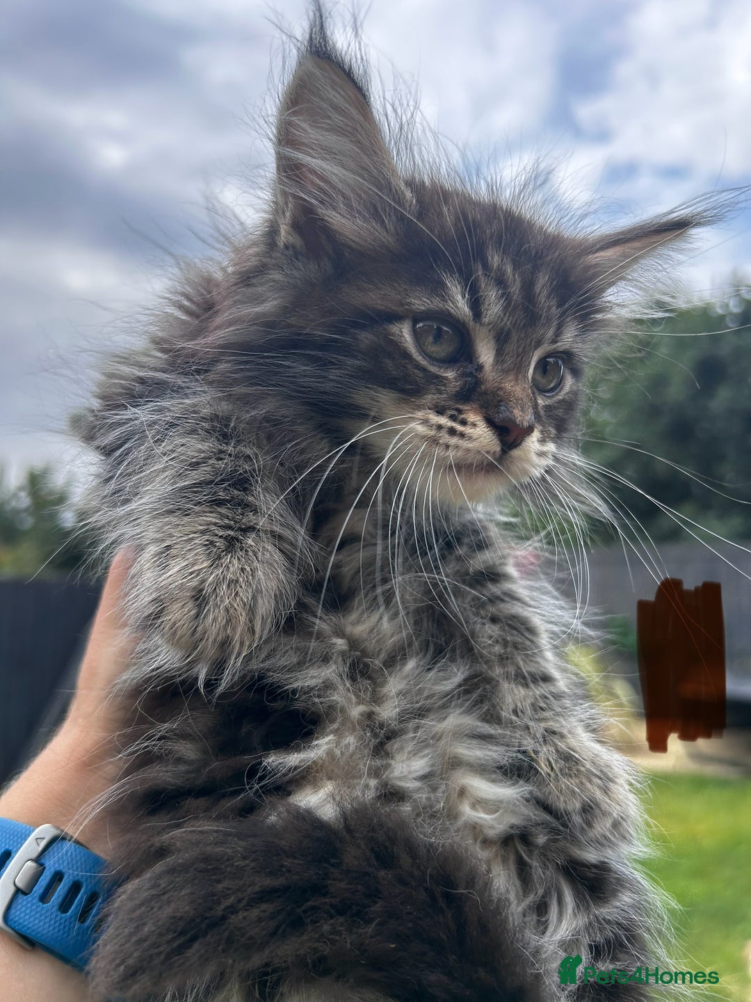 Maine Coon cats for sale: Maine coon kittens  - Image 7