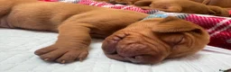 Hungarian Vizsla dogs for sale: Male/female - Advert 3