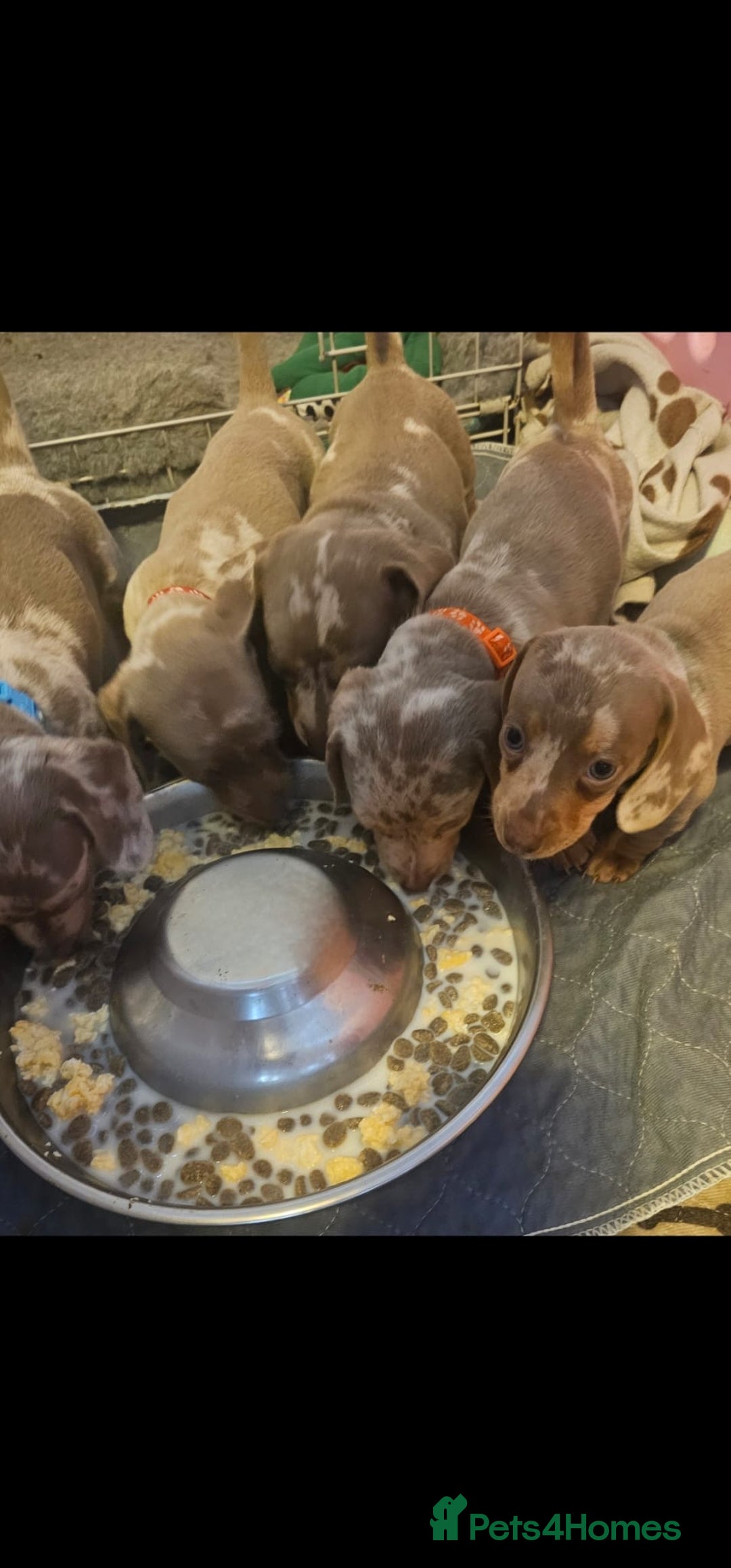Dachshund dogs for sale: isabella dapple pups - Image 2