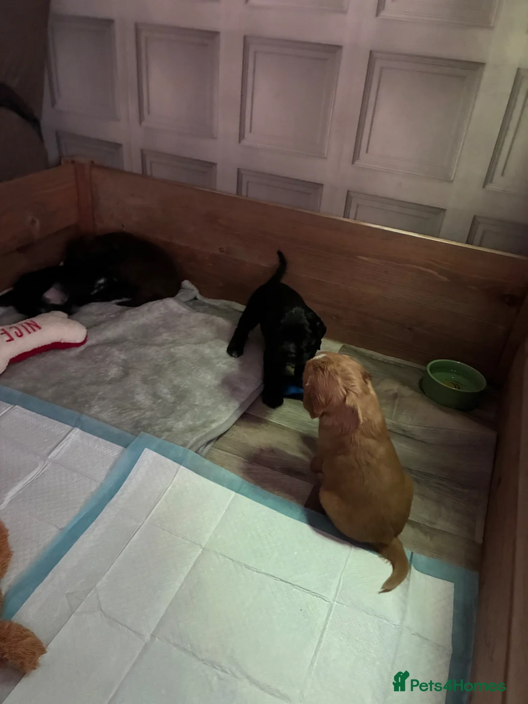 Cocker Spaniel dogs for sale: Lola’s beautiful babies  - Advert 7