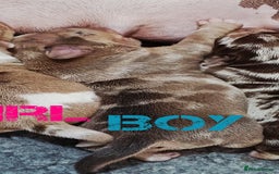 Jack Russell dogs for sale: Stunning Rare Colour Merle Jack Russell Puppies - Image 8