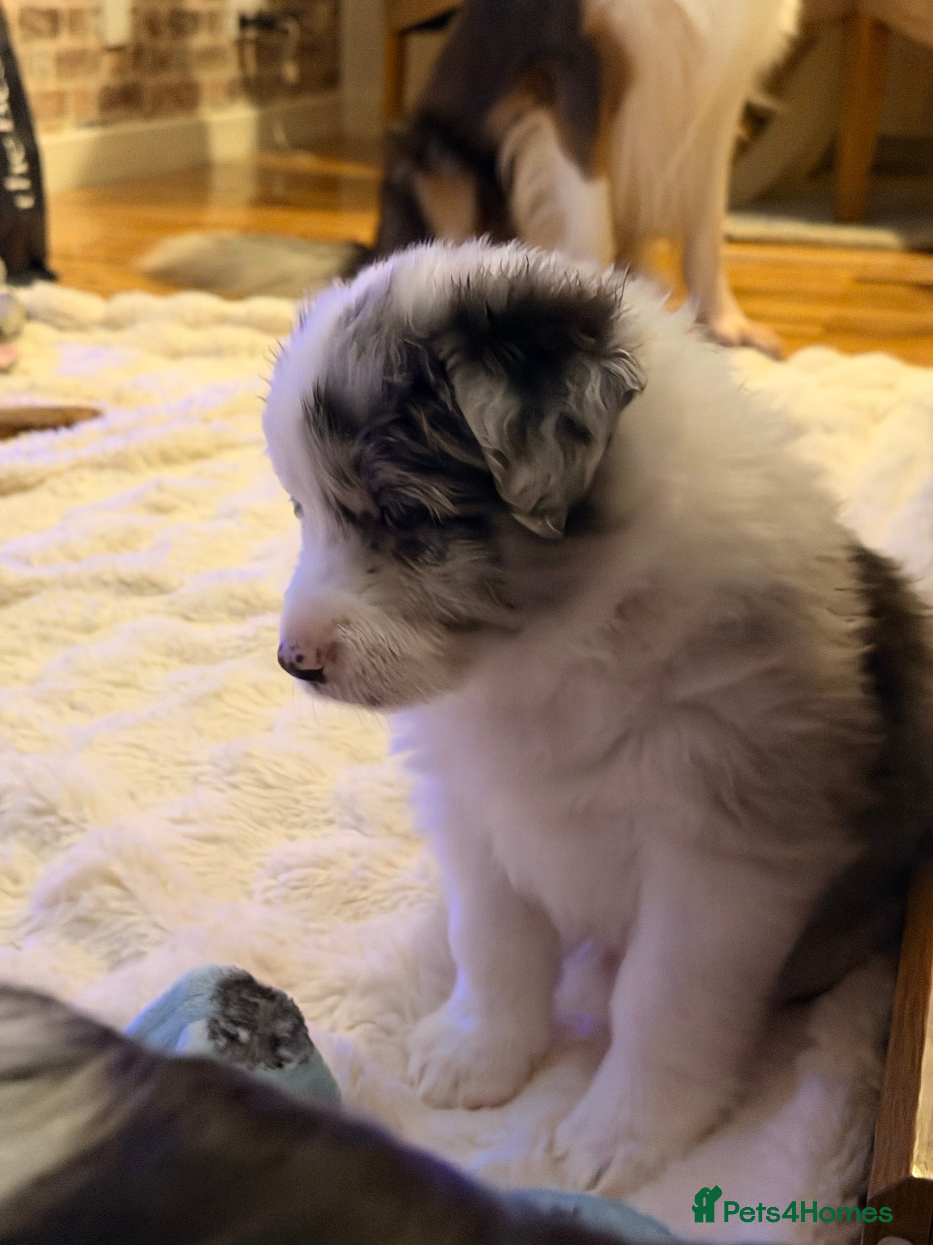 Border Collie dogs Stunning puppies from international champion line. - Advert 8