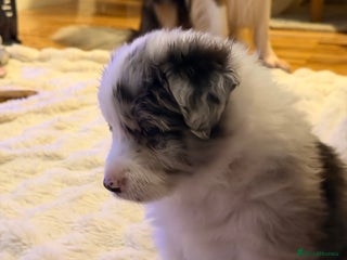 Border Collie dogs Stunning puppies from international champion line. - Advert 8