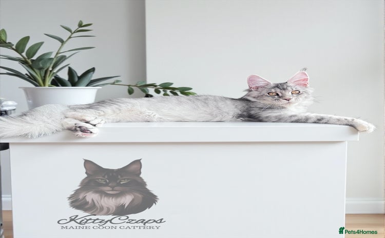 Maine Coon cats - Advert 12