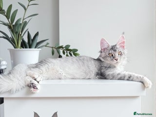 Maine Coon cats - Advert 2