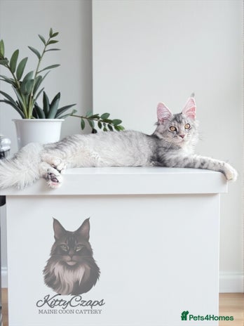 Maine Coon cats - Advert 12