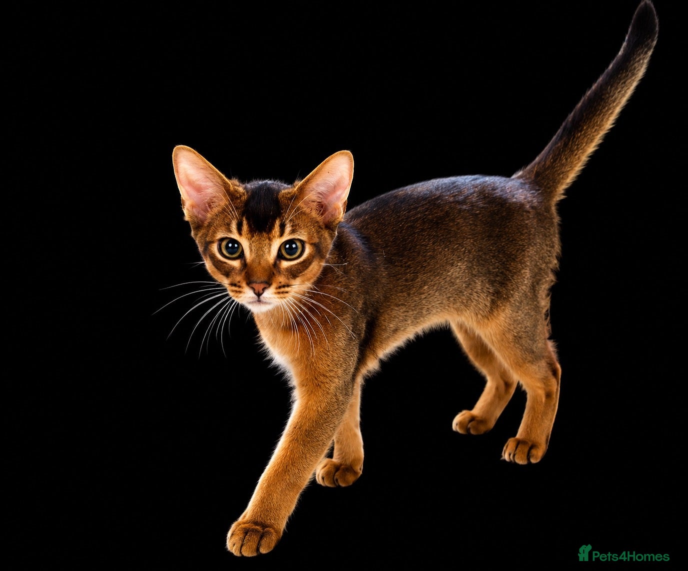 Abyssinian cats Last one boy ready to go🌟 - Advert 18
