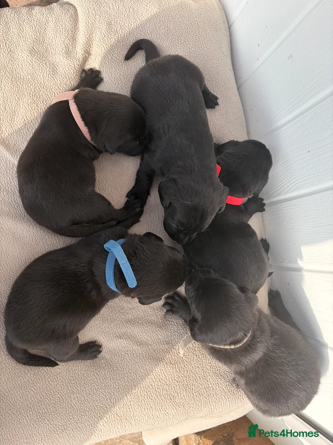 Labrador Retriever dogs for sale: Kc registered Labradors  - Advert 5