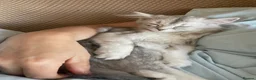 Scottish Fold cats for sale: Scottish Fold/Straight - Advert 3