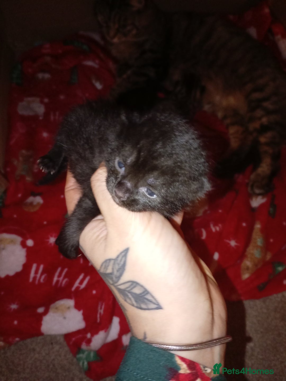 Ragdoll cats for sale: ragamuffin  - Advert 5