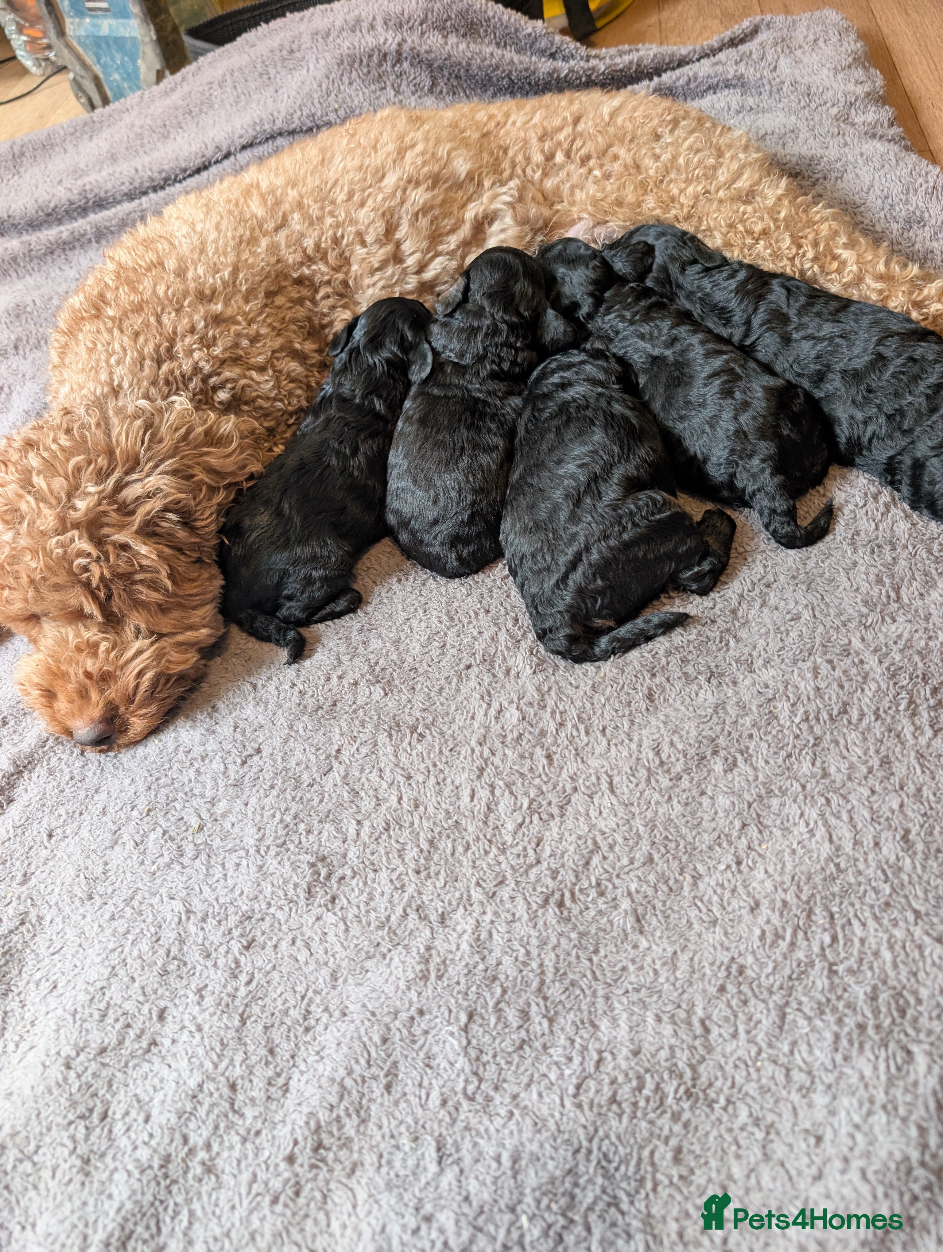 Maltipoo dogs Lola and Kenny's pups  - Advert 1