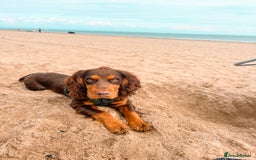 Cocker Spaniel dogs for stud: 🐾 Proven Stud - Healthy Working Cocker Spaniel 🐾 - Image 15