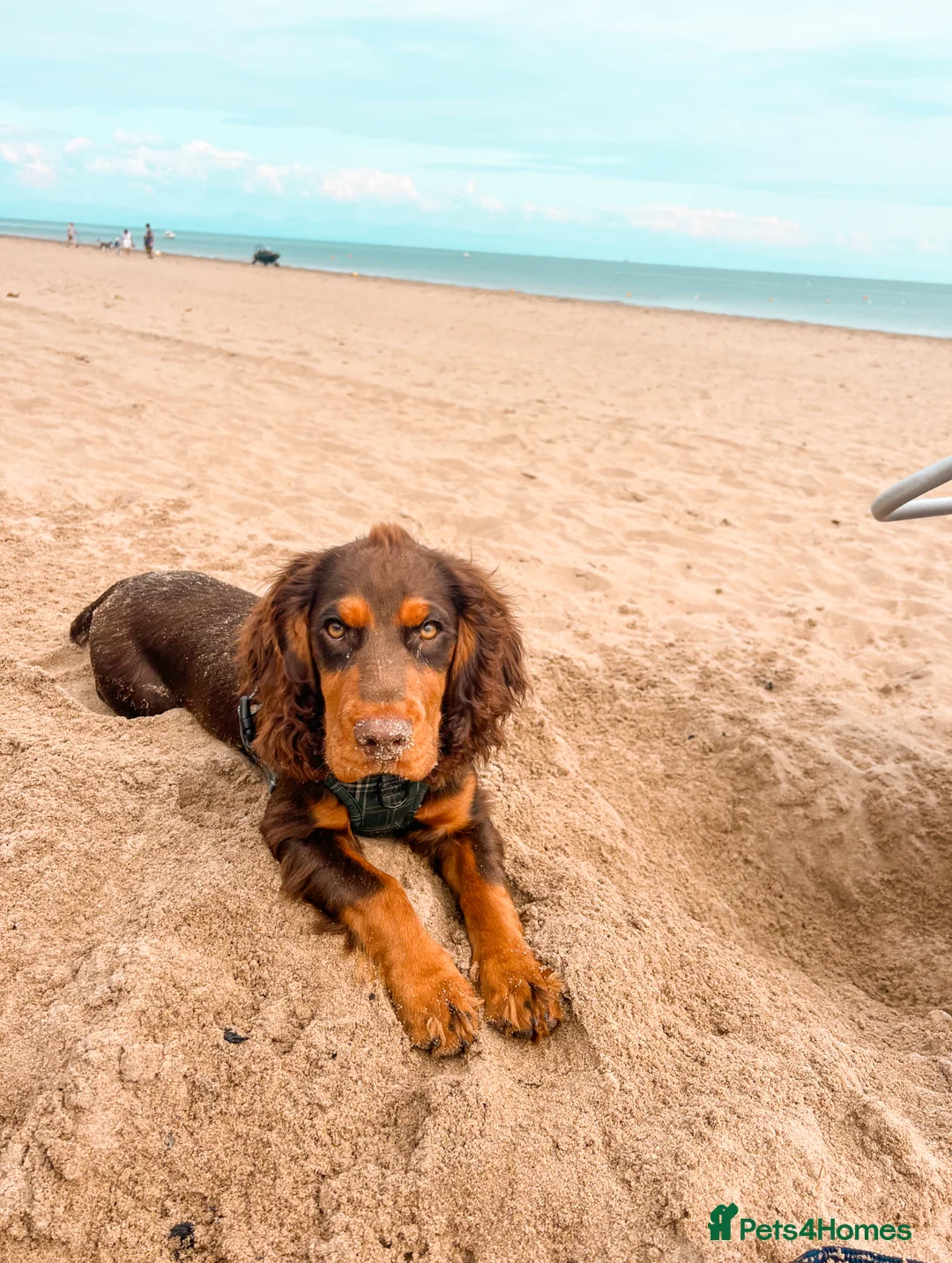 Cocker Spaniel dogs for stud: 🐾 Proven Stud - Healthy Working Cocker Spaniel 🐾 - Advert 23