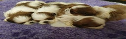 Shih Tzu dogs for stud: Show Quality Boy At Stud in Wakefield - Advert 6