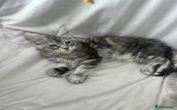 Maine Coon cats for sale: TICA REGISTERD MAINCOON KITTEN’S ⭐️ - Image 14