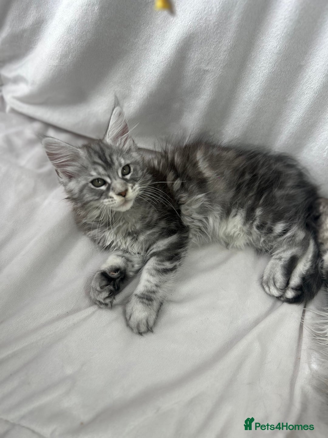 Maine Coon cats for sale: TICA REGISTERD MAINCOON KITTEN’S ⭐️ - Image 14