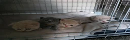 British Shorthair cats for sale: 3 cream male & 1 blue female British shorthairs.  - Advert 12