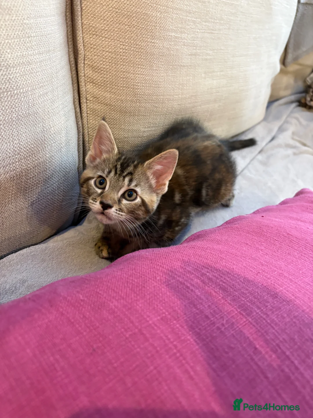 Mixed Breed cats for sale: Maine Coon X kitten - Oxfordshire - Advert 2