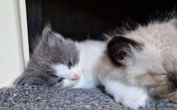 Ragdoll cats for sale: 4 ragdoll x ragamuffin fluffy kittens  - Image 6