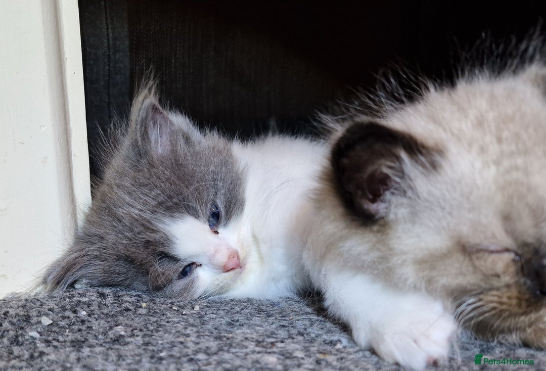Ragdoll cats for sale: 4 ragdoll x ragamuffin fluffy kittens  - Image 6