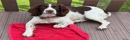 English Springer Spaniel dogs for sale: KC English Springer Spaniel Puppies - Advert 7