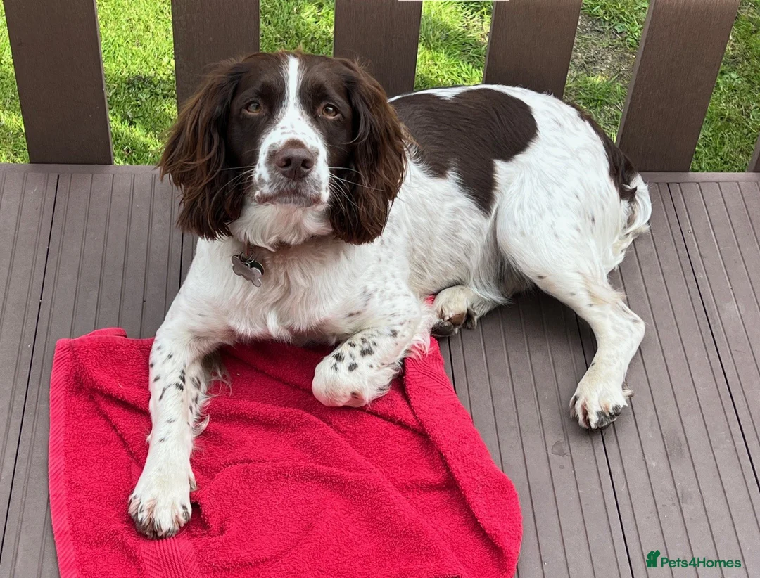 English Springer Spaniel dogs for sale: KC English Springer Spaniel - ALL PUPS RESERVED - Advert 7