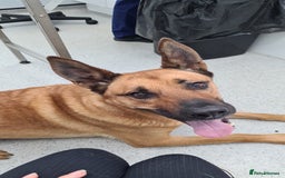 Mixed Breed dogs for sale: Belgian Shephard Cross - Image 5