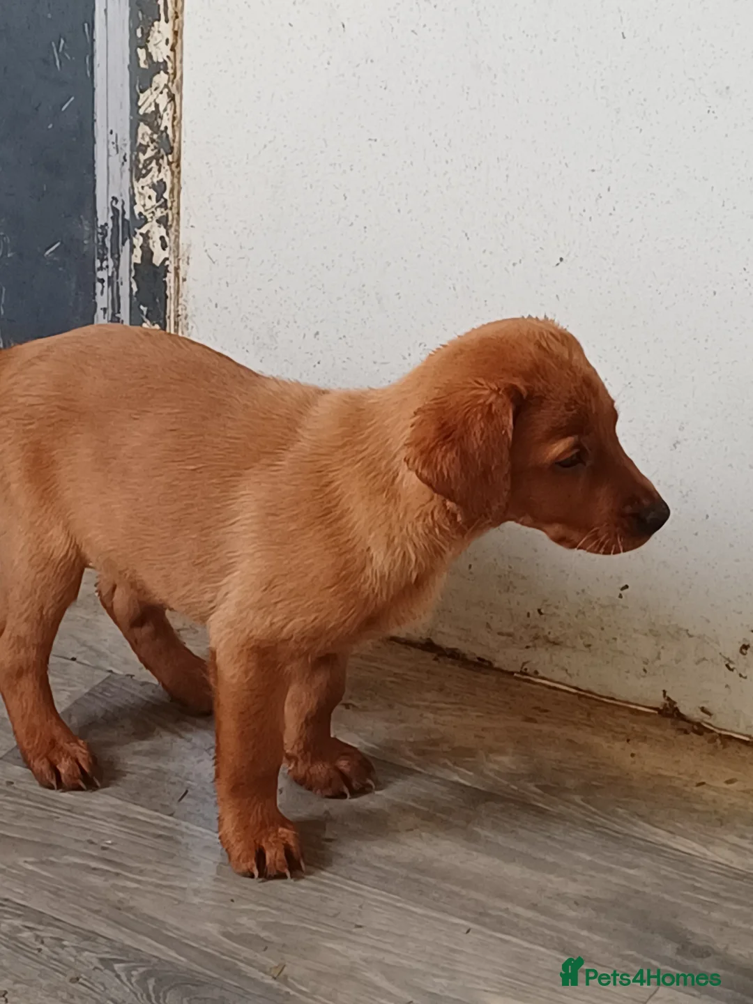 Labrador Retriever dogs for sale: LABRADOR PUPPIES - FOX RED - Advert 12