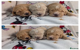 Goldendoodle dogs for sale: Goldendoodle F1 puppies  - Image 5