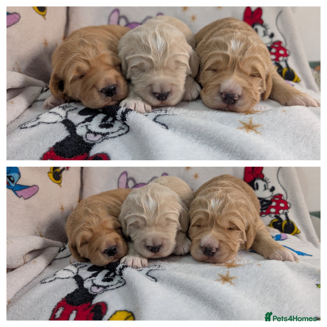 Goldendoodle dogs for sale: Goldendoodle F1 puppies  - Image 5