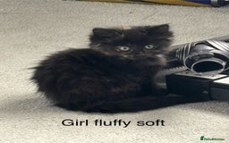 Maine Coon cats for sale: Unique 1/2 Maine Coone Kittens x 4  - Image 7