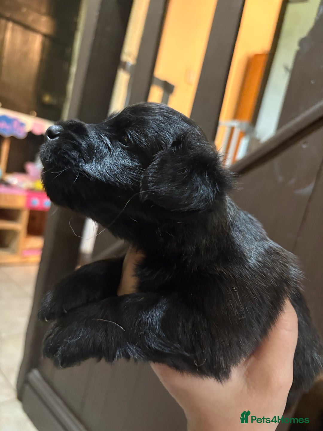 Skye Terrier dogs for sale: Skye terrier puppies lovely chunky rare breed pups - Image 27