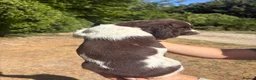 English Springer Spaniel dogs for sale: KC Registered English Springer Spaniel Puppies  - Advert 7
