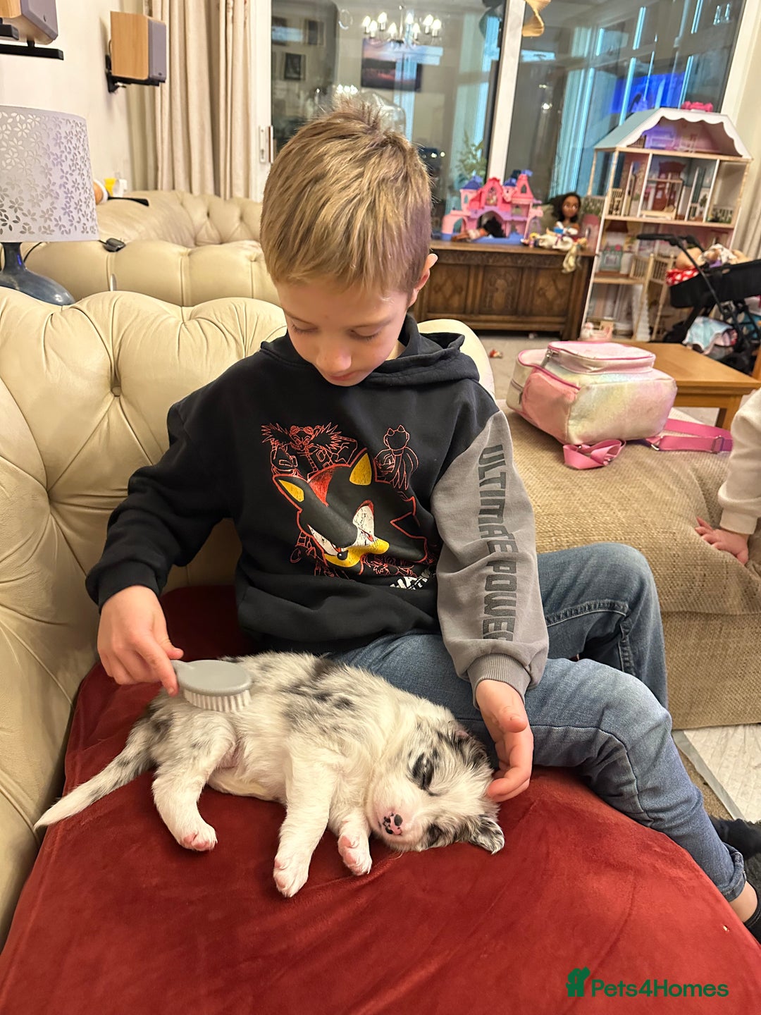 Border Collie dogs for sale: Beautiful litter of 8 border collies puppies - Advert 23